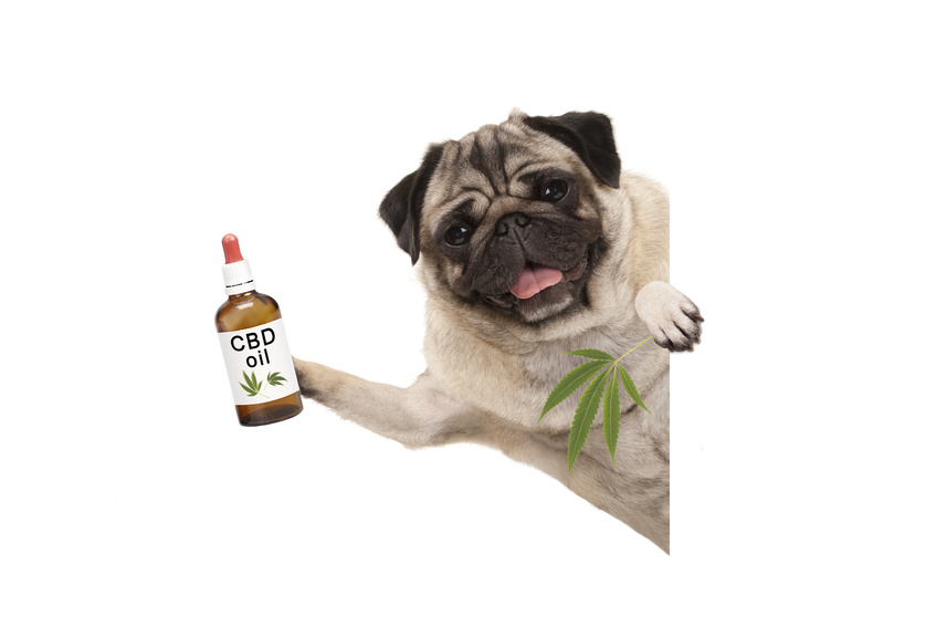 cbd für hunde