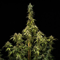 Preview: NYC Sour D Auto 3 Seeds
