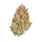 Preview: Amnesia Haze Auto 3 Seeds