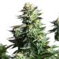 Preview: Royal Queen Seeds - Amnesia Haze 3 Seeds