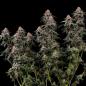 Preview: Amnesia Haze 3 Seeds