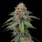 Preview: Amnesia Haze 3 Seeds