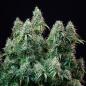 Preview: Amnesia Haze Auto 3 Seeds