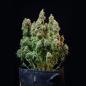Preview: Amnesia Haze Auto 3 Seeds