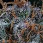 Preview: Royal Queen Seeds - Amnesia Haze 3 Seeds
