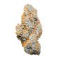 Preview: Royal Queen Seeds - Apple Fritter 3 Seeds