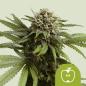 Preview: Royal Queen Seeds - Apple Fritter 3 Seeds