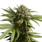 Preview: Royal Queen Seeds - Apple Fritter 3 Seeds