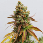 Preview: Royal Queen Seeds - Special Queen1 - 3 Seeds
