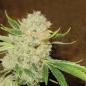 Preview: White Russian Hanfstecklinge