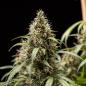 Preview: Cookies Gelato Auto 3 Seeds