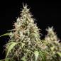 Preview: Cookies Gelato Auto 3 Seeds