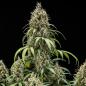 Preview: Cookies Gelato Auto 3 Seeds