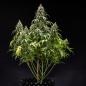 Preview: Cookies Gelato Auto 3 Seeds
