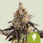 Preview: Cookies Gelato Auto 3 Seeds