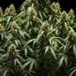 Preview: Corkscrew Auto 3 Seeds