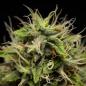 Preview: Corkscrew Auto 3 Seeds
