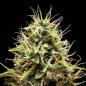 Preview: Corkscrew Auto 3 Seeds