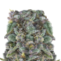 Preview: Zkittlez 5 Seeds + 2 gratis