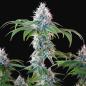 Preview: Dynamite Diesel 3 Seeds