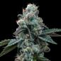 Preview: Dynamite Diesel 3 Seeds