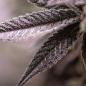 Preview: Dynamite Diesel 3 Seeds
