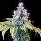 Preview: Dynamite Diesel 3 Seeds