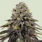 Preview: Dynamite Diesel 3 Seeds