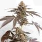 Preview: Dynamite Diesel 3 Seeds