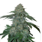 Preview: Grower Choice "KO Kush" 5 Seeds feminisiert + 2 gratis #1