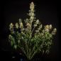 Preview: Fat Banana Auto 3 Seeds