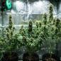 Preview: Fat Banana Auto 3 Seeds