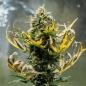 Preview: Fat Banana Auto 3 Seeds