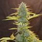 Preview: Fat Banana Auto 3 Seeds