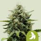 Preview: Fat Banana Auto 3 Seeds