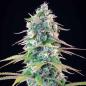 Preview: Royal Queen Seeds - Gelato 44 - 3 Seeds
