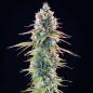 Preview: Royal Queen Seeds - Gelato 44 - 3 Seeds