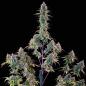 Preview: Royal Queen Seeds - Gelato 44 - 3 Seeds