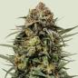 Preview: Royal Queen Seeds - Gelato 44 - 3 Seeds