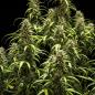Preview: Royal Queen Seeds - GOAT'lato Auto 3 Seeds