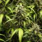 Preview: Royal Queen Seeds - GOAT'lato Auto 3 Seeds