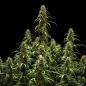 Preview: Royal Queen Seeds - GOAT'lato Auto 3 Seeds