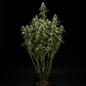 Preview: Royal Queen Seeds - GOAT'lato Auto 3 Seeds