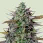 Preview: Royal Queen Seeds - GOAT'lato Auto 3 Seeds