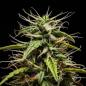 Preview: Royal Queen Seeds - GOAT'lato Auto 3 Seeds