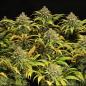 Preview: Green Gelato 3 Seeds