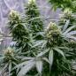 Preview: Green Gelato 3 Seeds
