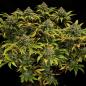 Preview: Green Gelato 3 Seeds