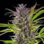 Preview: Green Gelato 3 Seeds