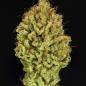 Preview: Green Gelato 3 Seeds
